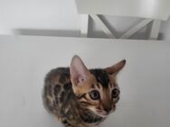 Bengal kitten - Neuss