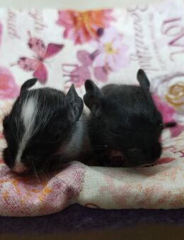 2 süße Degu Kids- Schwestern in schwarz-Schwarzschecke suchen demnächst ihren Lieblingsmenschen - Hille