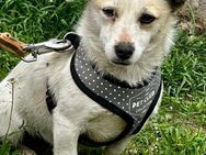 Leeloo - Rotenburg (Fulda)