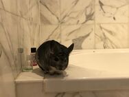 Chinchilla Mänchen sucht neuen Partner - nur in gute Hände abzugeben - Forstern