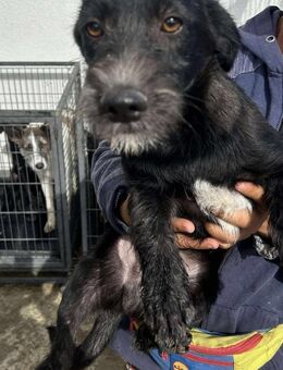 Süßer SCHLINGEL sucht sein Zuhause - Neuberg