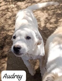 Audrey 🩷🩷🩷 jung, lebhaft, neugierig - Bad Karlshafen