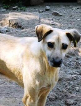 LAURIN - blind aber ein Sonnenschein ! - Kempen