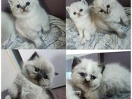 BKH Kitten mit Zubehör - Burscheid