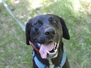 Elvis, großer, sportl. Familienhund - Neuhausen (Spree)