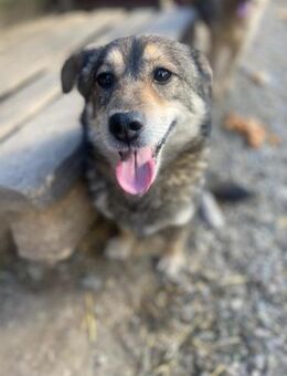 Henry sucht ein Zuhause - Olfen