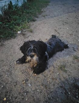 Shih tzu Mix Welpen vom 18.03.25 - Banzkow