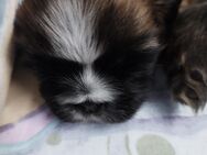 SHITZU MOPS MIX WELPEN - Kamen