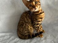 Bengal Kitten Snow Brown - Bad Wildungen