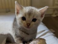 Bengal BKH Mix - Bönen