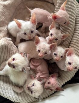 Cornish Rex Kitten - Bielefeld Hillegossen