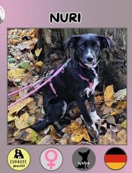Nuri sucht ihr Zuhause - Neuss