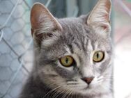 Liebes, sanftes Katzenmädchen Pamela - Karlsruhe