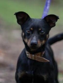 Albert-BE Wirbelwind sucht Zuhause! - Neustadt (Rübenberge)