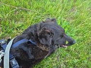 Unsere tolle schwarze Labradormischlingshündin Stella 1,5 J sucht ein warmes Körbchen - Angern
