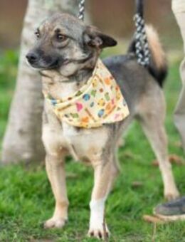 Lola, Hündin mit großen Herzen - Berlin