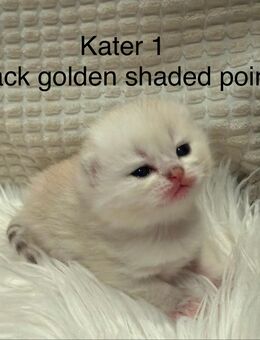 BKH Kitten - Stahlhofen (Wiesensee)