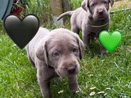Reinrassige Labrador Welpen mit Ahnentafel - Bad Wildungen