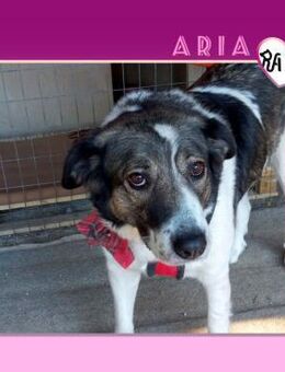 ❤ ARIA ❤ - TRÄUMT VON EINEM ZUHAUSE! - Alfeld (Leine)