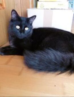 4 Kater ( auch paarweise ) aus dem Krieg - Geisenheim