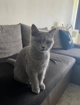 BKH Kater 5 Monate - Wuppertal