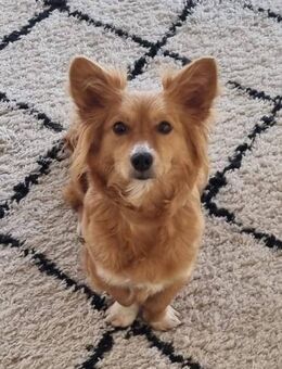 Kleine Lina möchte Einzelhund sein - Seggebruch