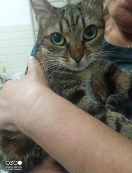 Mira - in 51105 KÖLN - Weilheim (Oberbayern)