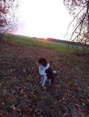 Australien shepherd Hündin in 29565