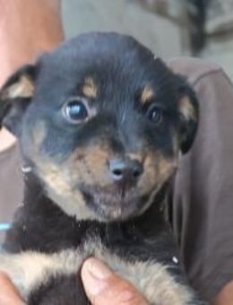 Liebe Babsi 💗 kleine, süße Schmusemaus! - Hamburg