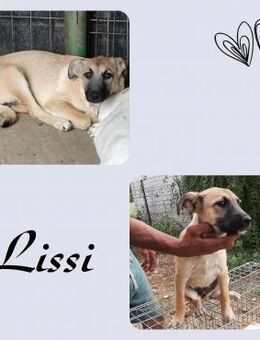 Lissi - Köln
