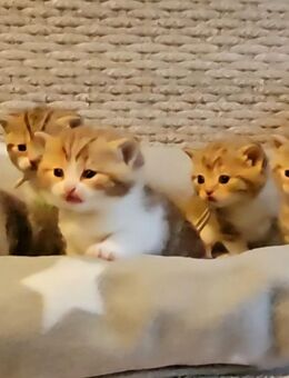 Bildschöne Britisch Kurzhaar Kitten in seltenen Farben, Chcolate & cinnamon-tabbys/bicolour - Köln
