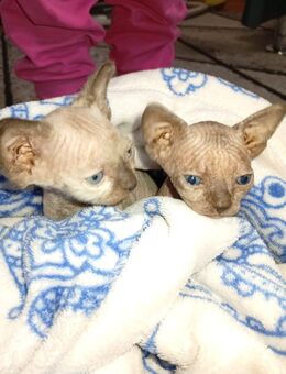 Wunderschöne Canadische Sphynx - Frankfurt (Main) Schwanheim