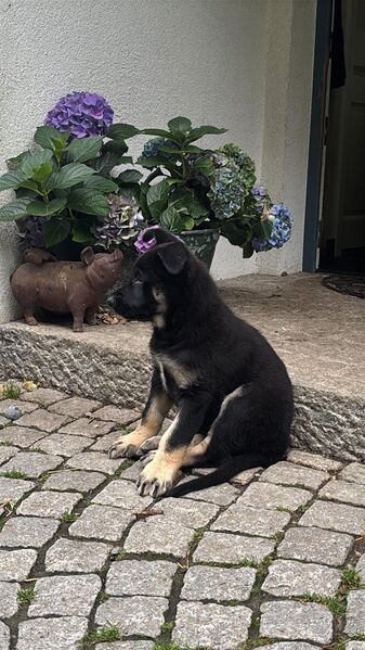 Schäferhund Mädchen 10 Wochen