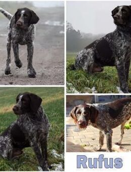 RUFUS -liebt Schweißarbeit- - Duisburg