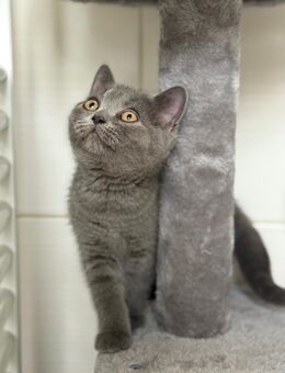 BKH Junge/ Mädchen kitten in grau ! - Vrees