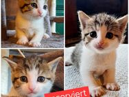 Schmusekater sucht liebevolles Zuhause, Katzenbaby, Kitten, Kater  Babykatze, Katze - Drensteinfurt