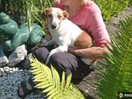 Molly, zartes, schmusebedürftiges Hundemädchen sucht ihre Familie - Rheda-Wiedenbrück