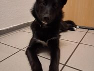 Border Collie Husky Mix - Elsdorf (Nordrhein-Westfalen)