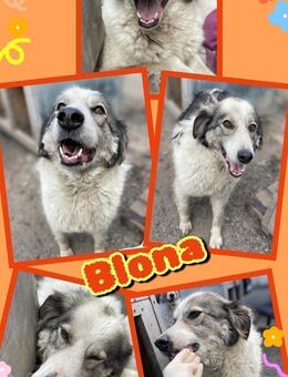 Sonnenschein Hündin Blonda sucht Zuhause - Nürnberg