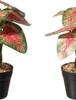 Künstliche Zimmerpflanze Caladium Pflanze Sukkulente, Creativ green, Höhe 30 cm