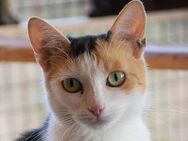 BALI-zuckersüße Tricolor-Katze - Rösrath