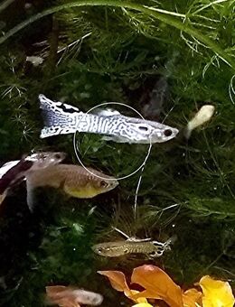 Guppy Mixe - Mechernich