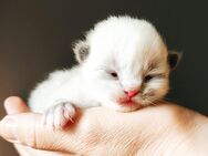 Wunderschöne Sibirische Katze/ BKH Mix Kätzchen - Dürnau (Regierungsbezirk Stuttgart)
