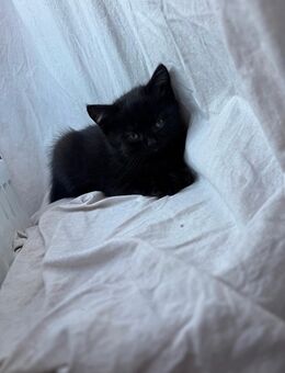 BKH babykatze Kitte Katze Katzen - Euskirchen Zentrum