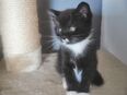 Schwarzes MaineCoon Kitten mit weißem Kragen abzugeben in 55130
