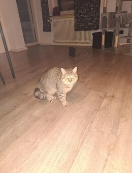 Ekh Katze zu verkaufen 1.5 Jahre jung - Gelsenkirchen