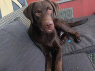 Labrador braun junghund Rüde - Emmerich (Rhein) Zentrum
