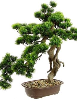 Kunstpflanze Bonsai Baum in Schale, I.GE.A., Höhe 58 cm, Exotische Bäume Zen Garten