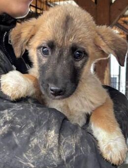 winziger BAMBOO ~ mit weißen Söckchen - Duisburg