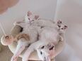 Ragdoll kitten suchen liebevolles Zuhause in 28844